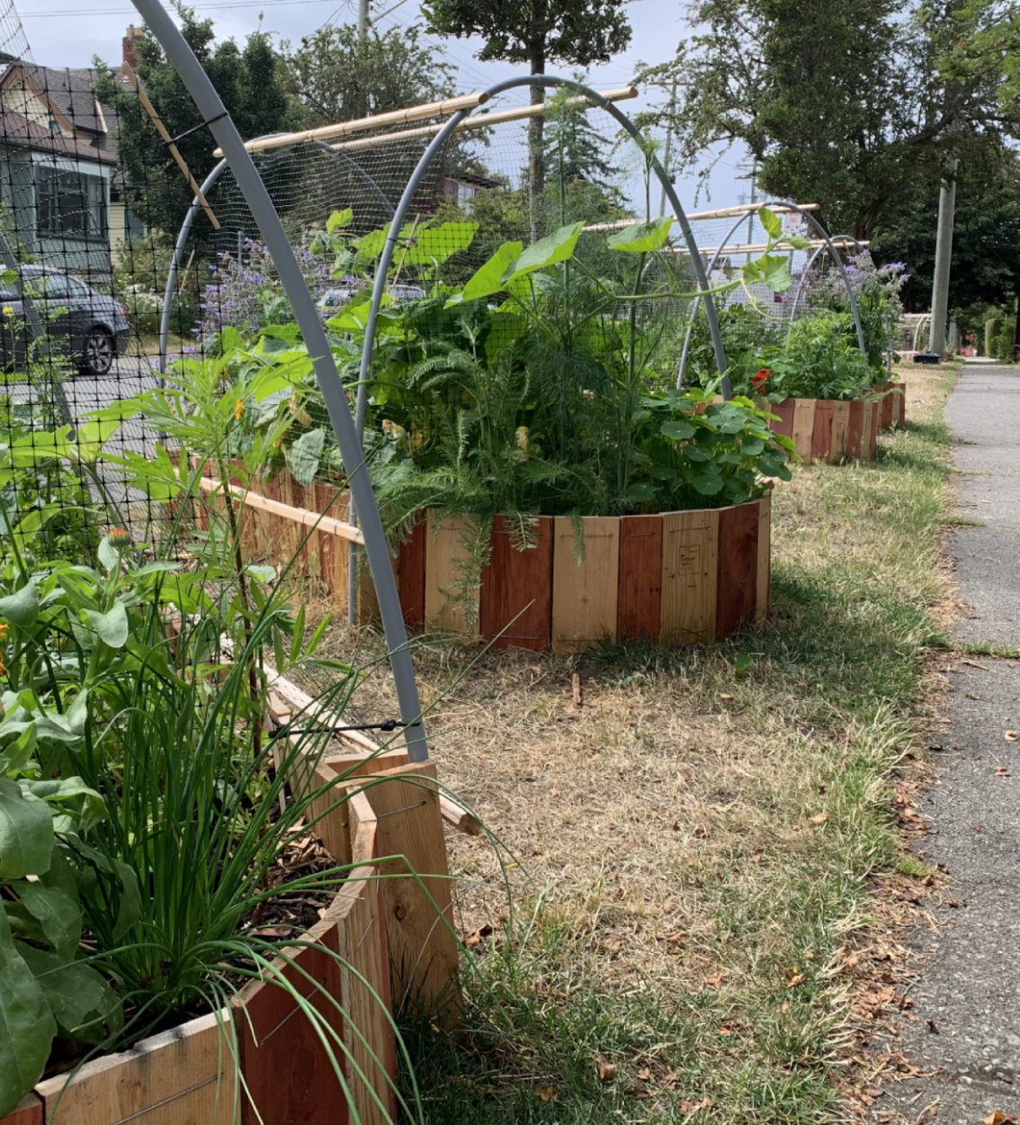 A Curbside boulevard garden in full growth