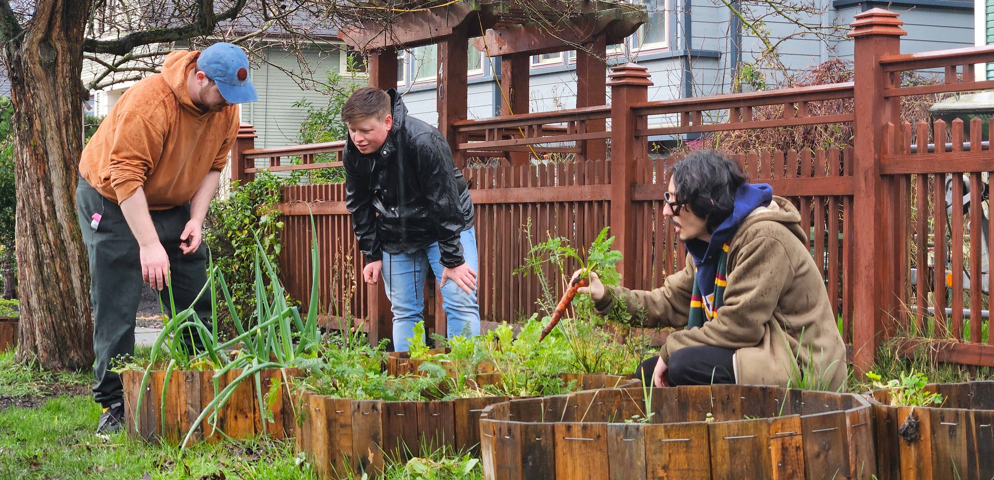 Pulling up carrots in February