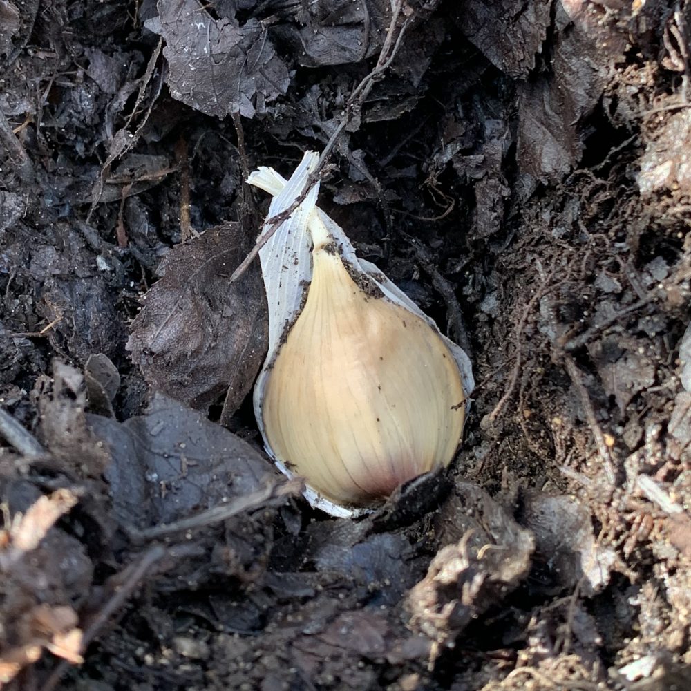 🧄The Garlic Growing Gathering🧄