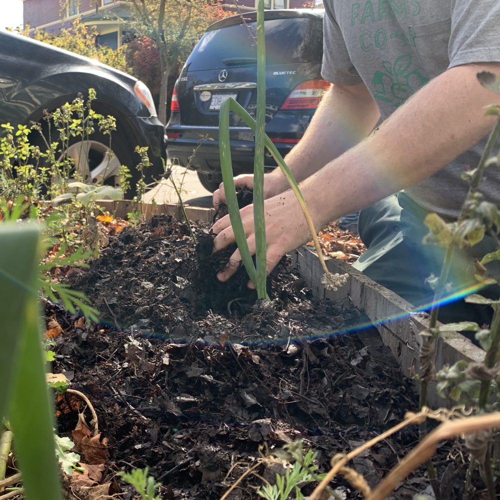 🧄The Garlic Growing Gathering🧄