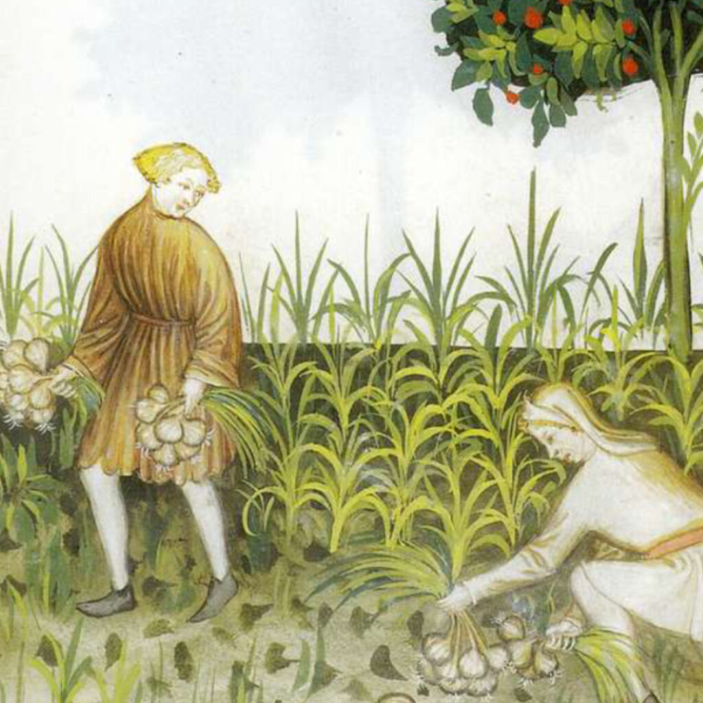 🧄The Garlic Growing Gathering🧄