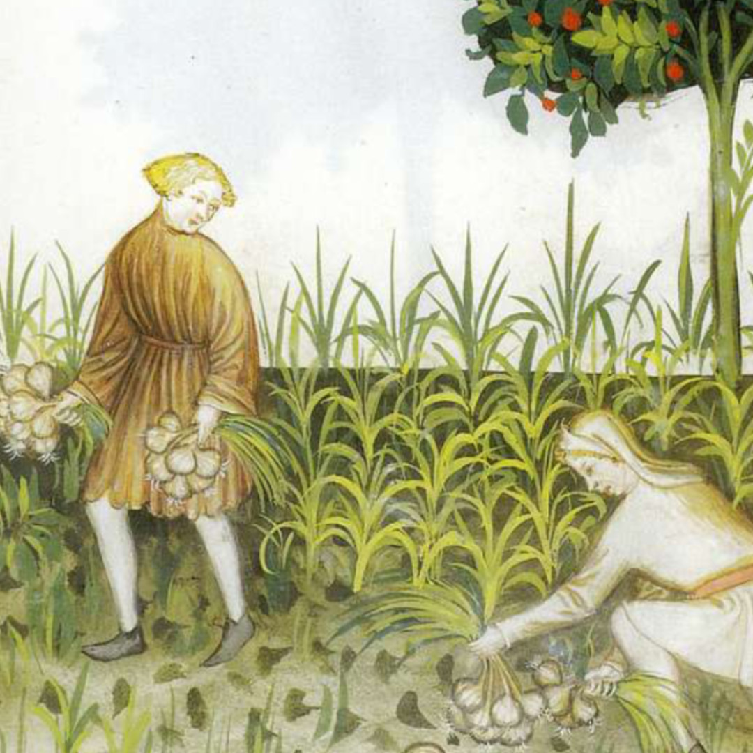 🧄The Garlic Growing Gathering🧄